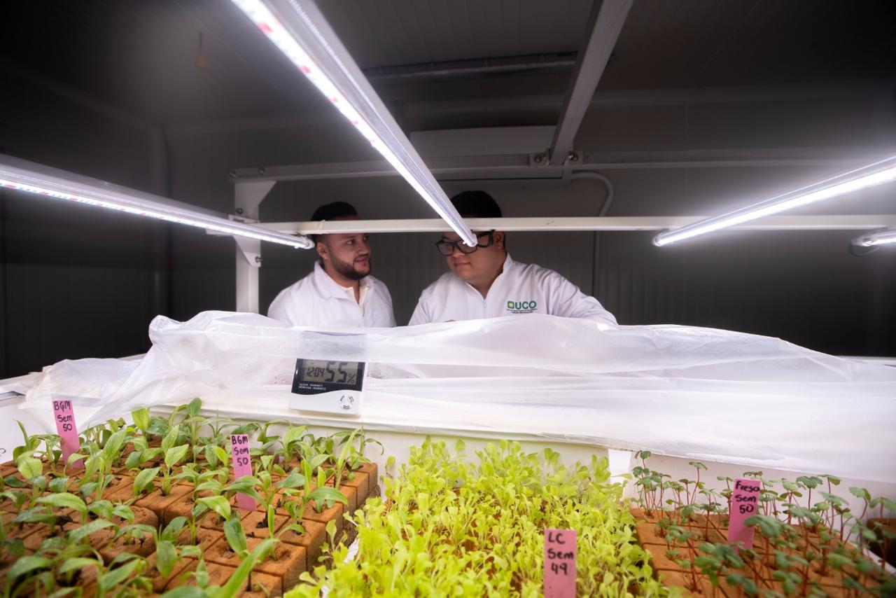 Endurecimiento vertical